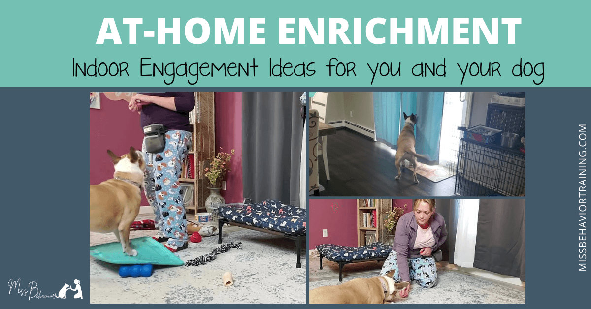 Home Dog Enrichment Ideas For Your Dog