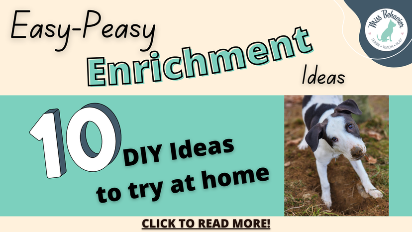 Non-Food Related Enrichment For Dogs: Includes Videos, Tips, and DIY Options
