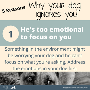 5 Reasons Your Dog Doesn't Want to Be Left at Home