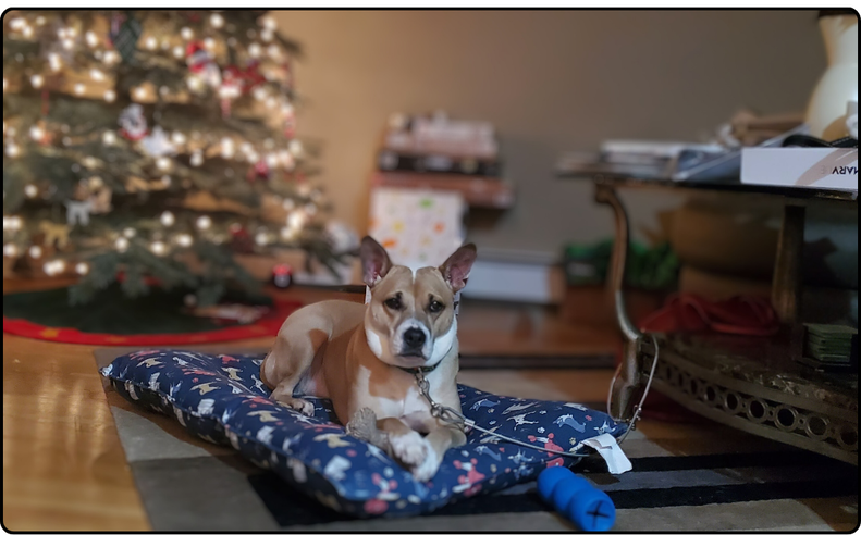 dog on tether