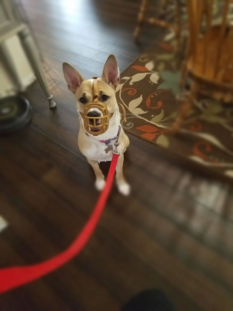 Basket Muzzle