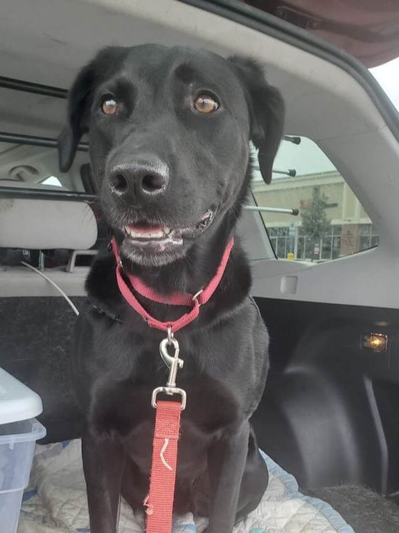 nervous dog