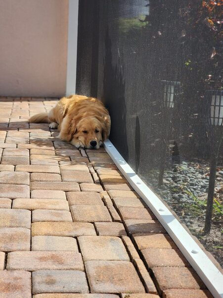 Dog laying down inside screen