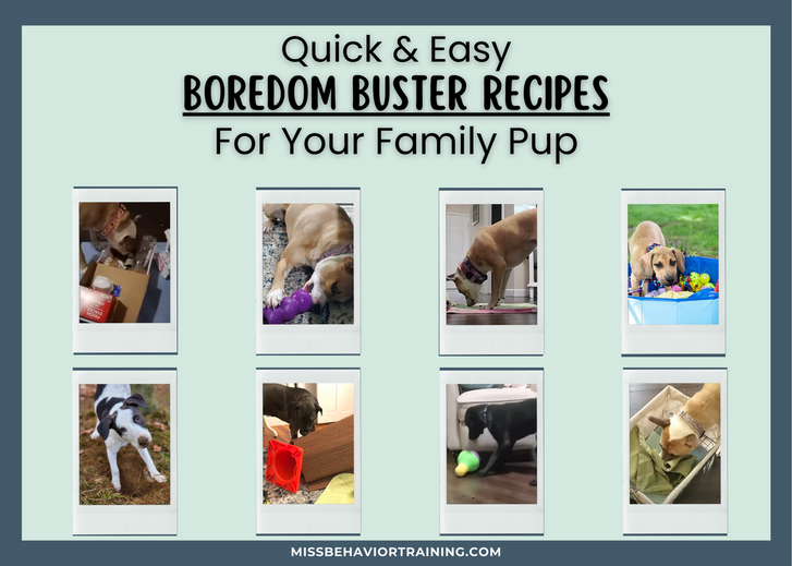 7 Best Boredom Busters and Dog Enrichment Games