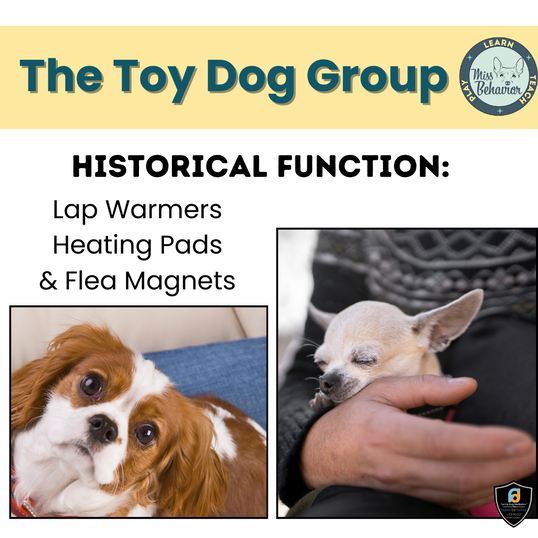 Toy Dog Historical Function