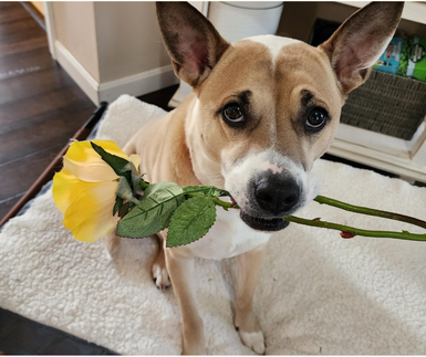 dog holding fake flower